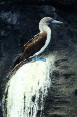 birdpoop.jpg (11611 bytes)