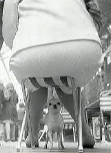 dogsquash.jpg (14047 bytes)