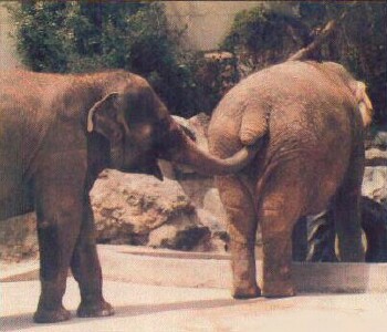 Return to the Zoo Page